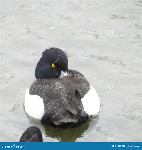 race canard noir et blanc|canard d'americaique canada.